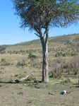 14852 Skull under tree.jpg